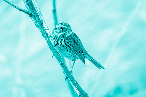 Surfing Song Sparrow Rides Tree Branch (Cyan Shade Photo)
