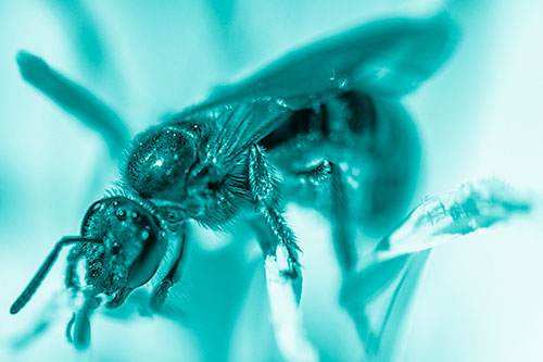 Sweat Bee Enjoying Primrose Flower Pollen (Cyan Shade)