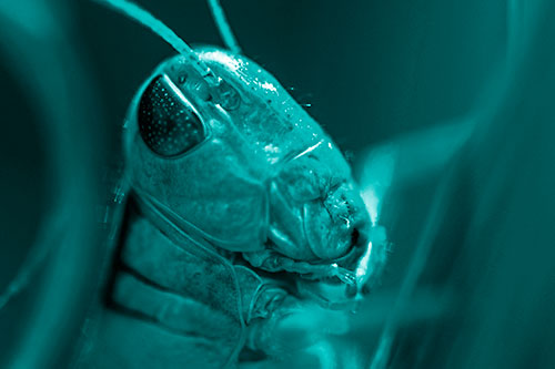 Sweaty Grasshopper Seeking Shade (Cyan Shade Photo)