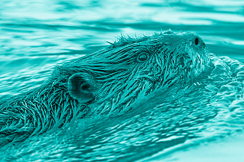 Swimming Beaver Keeping Head Above Water (Cyan Shade Photo)