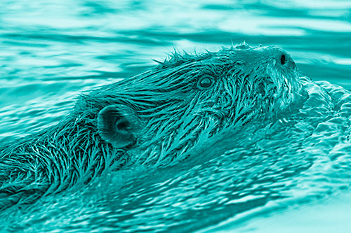 Swimming Beaver Keeping Head Above Water (Cyan Shade)
