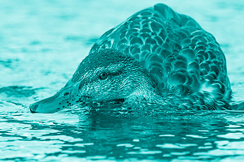 Swimming Female Mallard Duck Hunched Over (Cyan Shade)