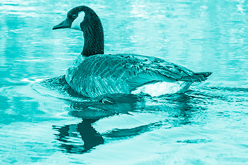 Swimming Goose Ripples Through Water (Cyan Shade Photo)