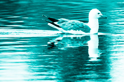 Swimming Seagull Lake Water Reflection (Cyan Shade Photo)