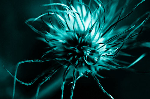 Swirling Pasque Flower Seed Head (Cyan Shade Photo)