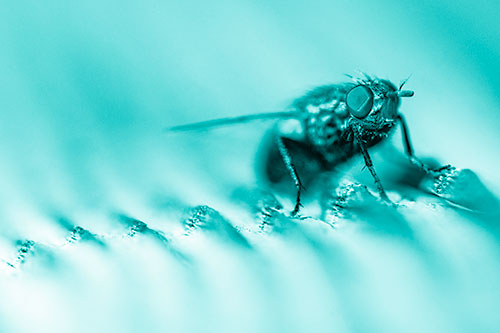 Tachinid Fly Poses Among Grooved Wood (Cyan Shade)