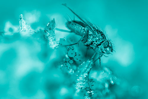 Tachinid Fly Terrorizing Aphids Among Milkweed Pod (Cyan Shade)