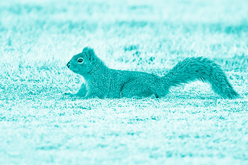 Tail Wagging Squirrel Sitting Among Dead Grass (Cyan Shade)