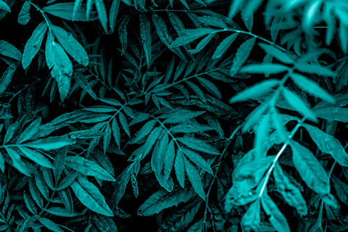 Tattered Fern Plants Emerge From Darkness (Cyan Shade)
