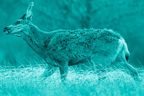 Tense Faced Mule Deer Wanders Among Blowing Grass (Cyan Shade Photo)