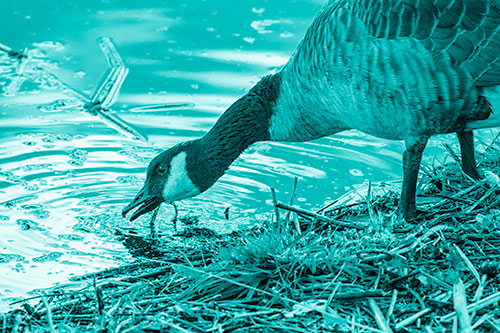 Thirsty Canadian Goose Drinking Water Along Shore (Cyan Shade)