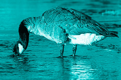 Thirsty Goose Drinking Ice River Water (Cyan Shade Photo)