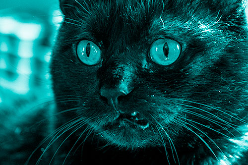 Thirsty Wide Eyed Black Cat (Cyan Shade)