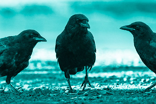 Three Crows Plotting Their Next Move (Cyan Shade Photo)
