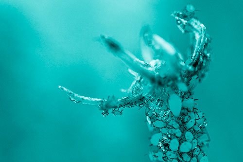 Tiny Aphids Gathered Among Milkweed Claw (Cyan Shade)