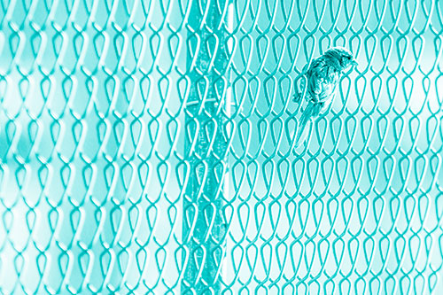 Tiny Cassins Finch Bird Clasping Chain Link Fence (Cyan Shade Photo)