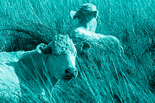 Tired Cows Lying Down Among Grass (Cyan Shade Photo)