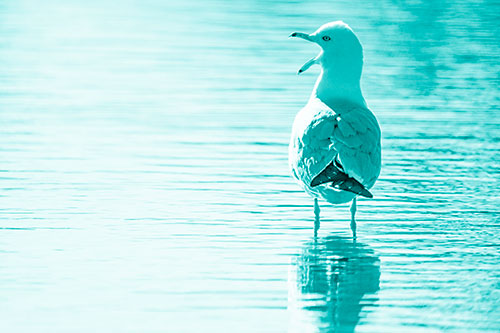 Tired Seagull Yawning Among Shallow Water (Cyan Shade)