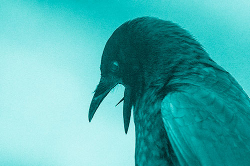 Tongue Curling Crow Cawing Downward (Cyan Shade)