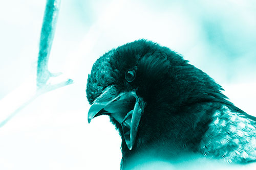 Tongue Screaming Crow Among Light (Cyan Shade Photo)