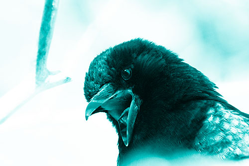 Tongue Screaming Crow Among Light (Cyan Shade)