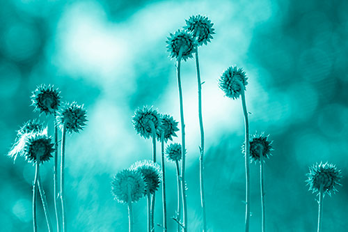 Towering Nodding Thistle Flowers From Behind (Cyan Shade Photo)