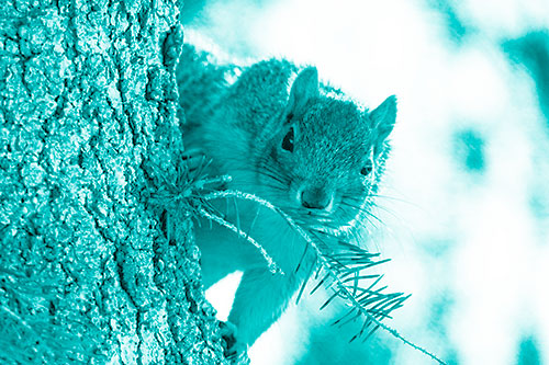 Tree Peekaboo With A Squirrel (Cyan Shade Photo)