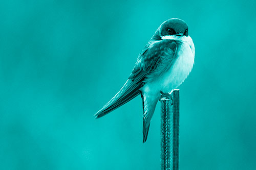 Tree Swallow Keeping Watch (Cyan Shade Photo)