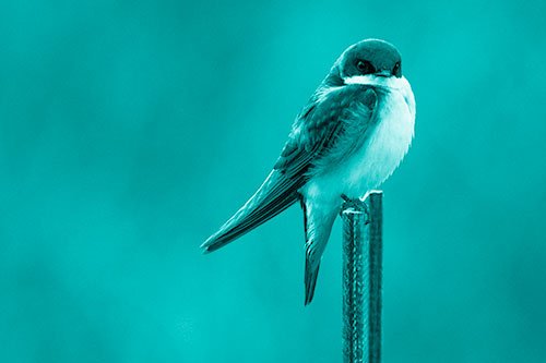 Tree Swallow Keeping Watch (Cyan Shade)