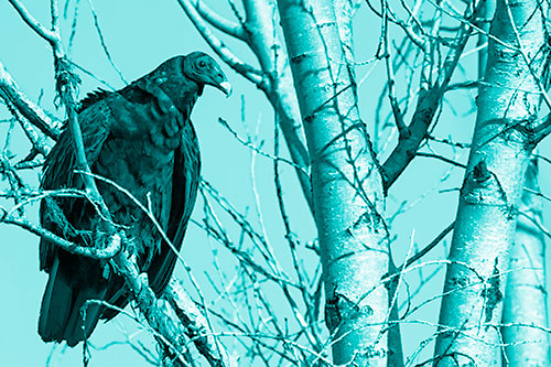 Turkey Vulture Perched Atop Tattered Tree Branch (Cyan Shade Photo)