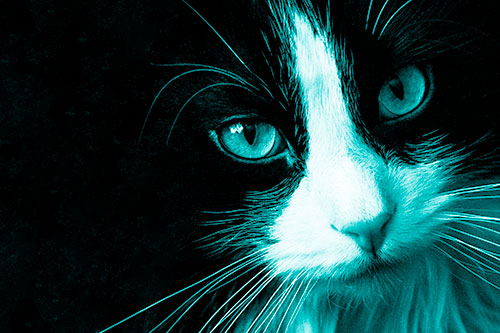 Tuxedo Cat Stares Among Darkness (Cyan Shade)