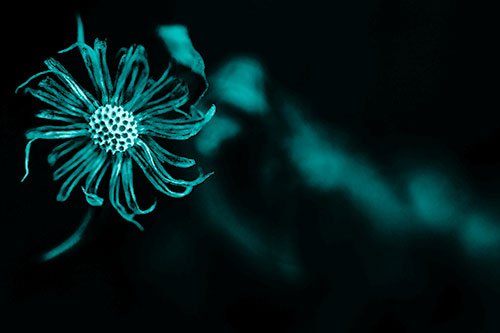 Twirling Aster Flower Among Darkness (Cyan Shade Photo)