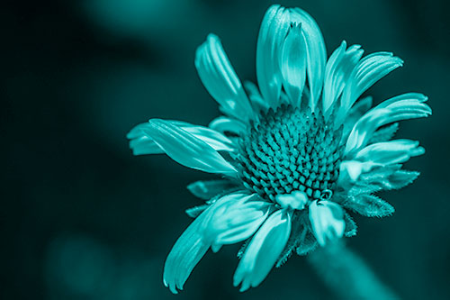 Twirling Petal Coneflower Among Shade (Cyan Shade Photo)