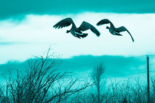 Two Canadian Geese Flying Over Trees (Cyan Shade Photo)