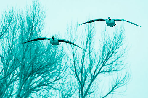 Two Canadian Geese Honking During Flight (Cyan Shade Photo)