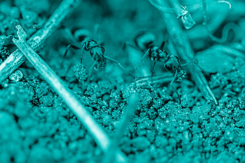 Two Carpenter Ants Working Hard Among Soil (Cyan Shade Photo)