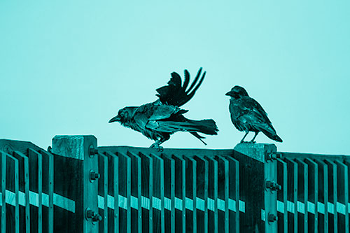 Two Crows Gather Along Wooden Fence (Cyan Shade Photo)