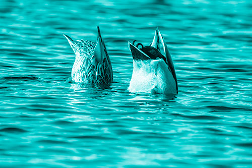 Two Ducks Upside Down In Lake (Cyan Shade Photo)