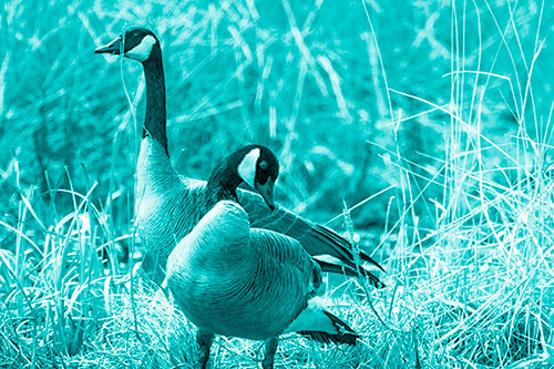 Two Geese Contemplating A Swim In Lake (Cyan Shade Photo)