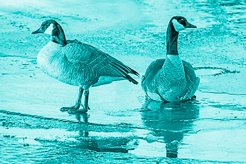 Two Geese Embrace Sunrise Atop Ice Frozen River (Cyan Shade Photo)