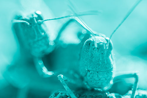 Two Grasshopper Buddies Smiling Among Sunlight (Cyan Shade)
