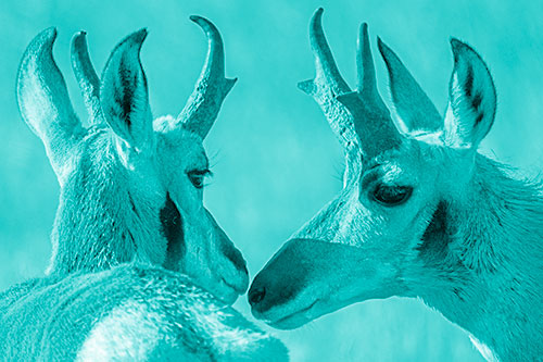 Two Loving Pronghorns Kissing Each Other (Cyan Shade)
