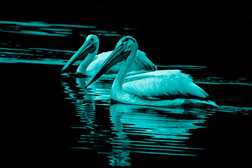 Two Pelicans Floating In Dark Lake Water (Cyan Shade Photo)