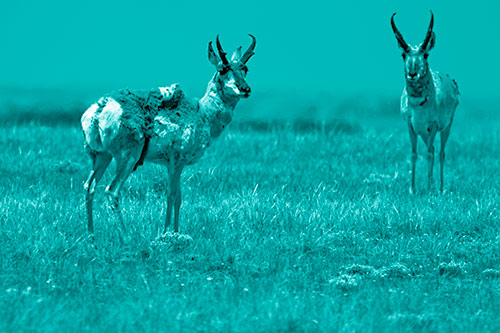 Two Shedding Pronghorns Among Grass (Cyan Shade Photo)