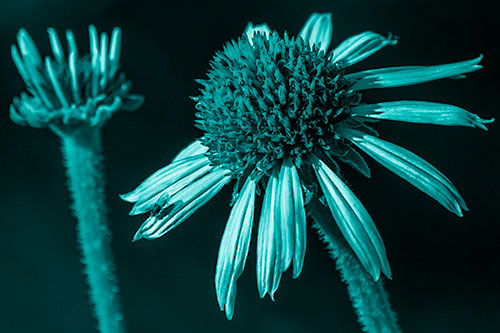 Two Towering Coneflowers Blossoming (Cyan Shade Photo)