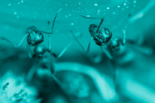 Two Vertical Climbing Carpenter Ants (Cyan Shade Photo)