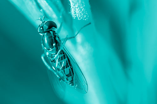 Vertical Leg Contorting Hoverfly (Cyan Shade Photo)