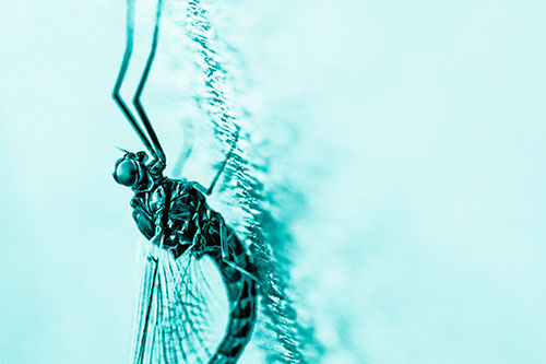 Vertical Perched Mayfly Sleeping (Cyan Shade Photo)