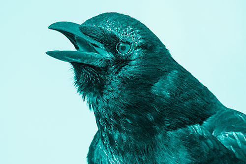 Vocal Crow Cawing Towards Sunlight (Cyan Shade Photo)