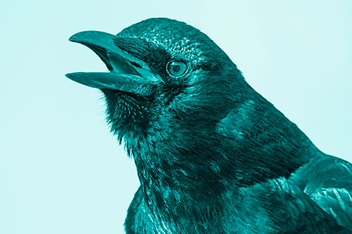 Vocal Crow Cawing Towards Sunlight (Cyan Shade)